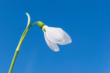 Snowdrop against the blue sky. The first spring flower. The beginning of spring concept. One white snowdrop isolated on a blue sky background. Spring background, copy space.