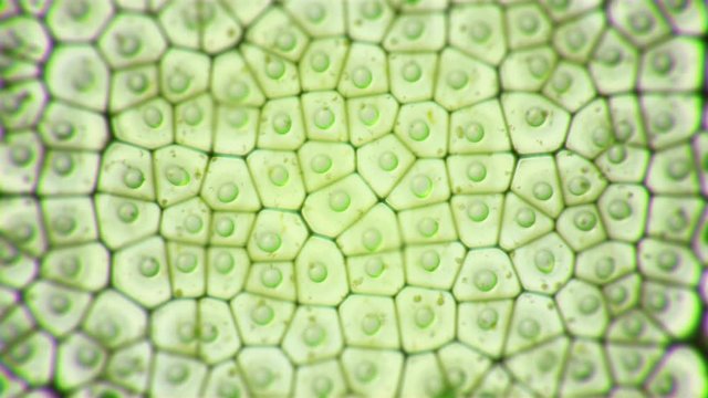 Chloroplast eukaryotic cell animation under the microscope. Green microscopic formation in a plant cell. Research and genetic engineering. Biology and science cellular concept. GMO DNA video. 4K