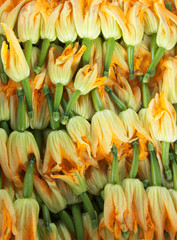 Background of Zucchini flowers