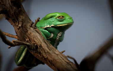 Waxy Tree Frog