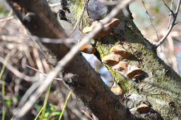 A mossy trunk of a tree full of mushrooms