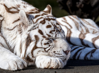 Fototapeta na wymiar White Bengal Tiger sleeping