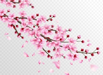 Realistic sakura. Beautiful sakura branches with pink flowers and falling petals, romantic floral japanese cherry decoration vector illustration © YummyBuum