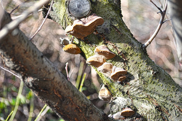A mossy trunk of a tree full of mushrooms