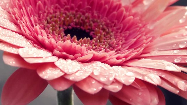 Coral color gerbera daisy flower with water drops in panning view. Slow motion panorama of soft and gentle flower on gray sky background. Natural lighting.