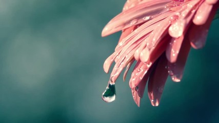 Big water drops falling from beautiful coral colorful gerbera daisy petals against blur sea-green background. Slow motion shot of soft and gentle flower on dark backdrop. Natural lighting. - Powered by Adobe