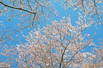 下から見上げた桜