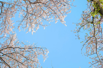 下から見上げた桜