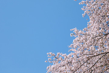 満開の桜と青空