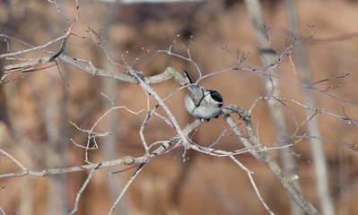 Little tit perched on a tree branch in early spring