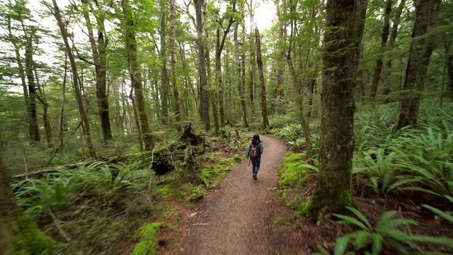 Young Woman Hiking the rain forest path  (Kepler Track, New Zealand)
