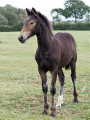A Young Horse
