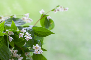 White jasmine flowers over blurred green background