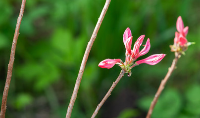 Obraz premium Pink buds of magnolia over blurred green background