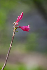 Pink buds of magnolia tree over blurred background