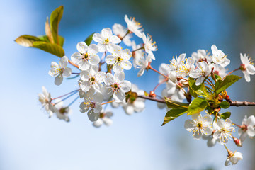 Cherry blossom. Cherry tree branches in bloom