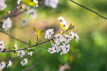 Cherry blossom. White flowers over blurred green