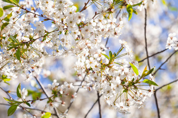 Cherry blossom. White flowers close-up