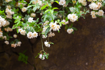 White flowers over blurred dark wall background