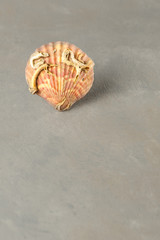 sea shell on a background