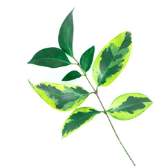 Green leave isolated on white. 