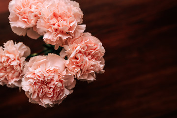 pink carnation flowers on a dark background