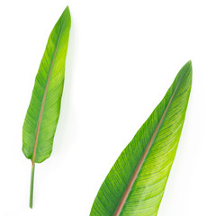 Obraz premium Green leave isolated on white. 