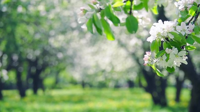 Blooming apple tree branch against beautiful blur spring orchard background. Natural frame. Slow motion. Scenic landscape view. Templates texture. Free place for text. Floral design.