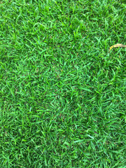 Texture of beautiful green grass can use for background and design.