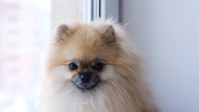 Pomeranian dog sits near the window and looks at the street