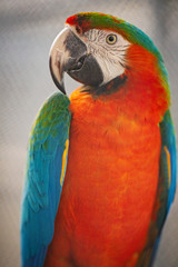 Macaw birds