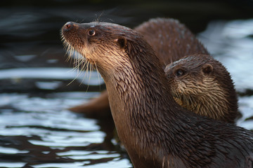 Lontra (Lutra lutra) coppia nell'acqua in primo piano,