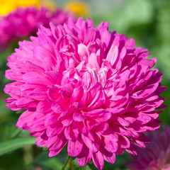 Bright pink Aster flower close-up