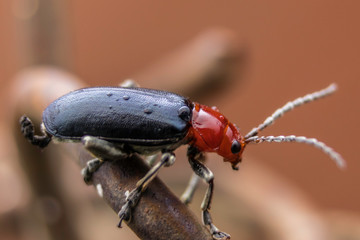 Beatle