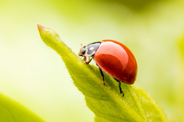 Ladybug