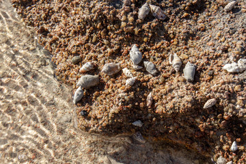 Hermit crabs on sandstone at low tide in the Red Sea