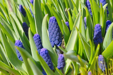 Muscari broadleaf (lat. Muscari latifolium Kirk) close-up