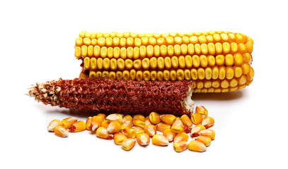 Corncob half with kernels isolated on white background