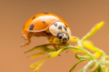 Ladybug