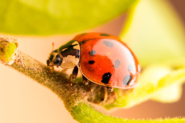 Ladybug
