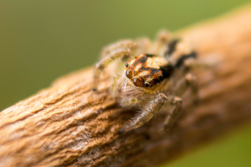 spider