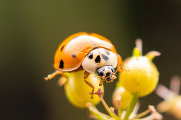 Ladybug