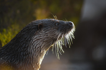 Lontra (Lutra lutra),primo piano testa su sfondo chiaro