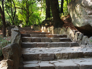 Fototapeta na wymiar Stone steps leading up into the depths of a dense, magical evergreen forest. The concept of rest, recreation in nature.