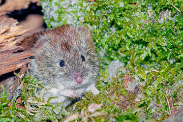 Naklejka na ściany i meble cute wild forest mouse looks out from under a stump with green vegetation
