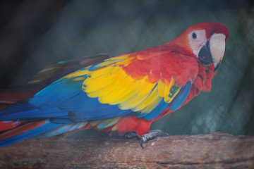 Macaw birds