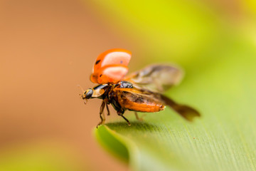 Ladybug