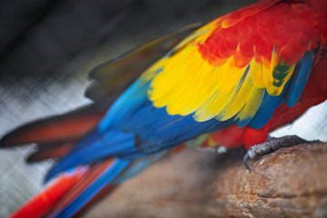 Macaw birds