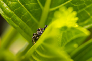 spider