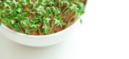 Watercress salad it bowl on white background. Microgreens growing. Healthy eating concept. Close-up
